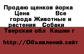 Продаю щенков йорка › Цена ­ 10 000 - Все города Животные и растения » Собаки   . Тверская обл.,Кашин г.